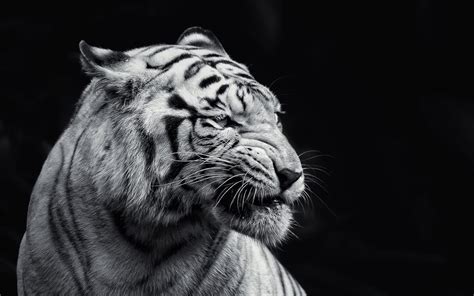 Black and White Tiger Wallpaper (60+ images)