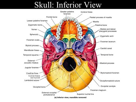 Inferior View of Skull - foramina and fissures | Skull anatomy, Basic ...