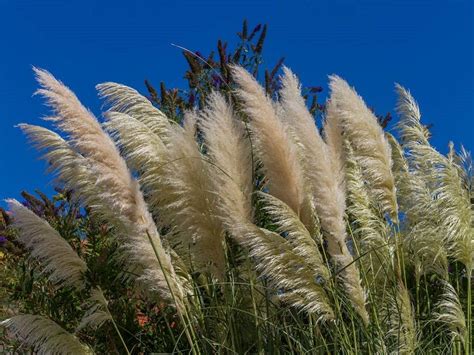 How to Grow and Care for Silvergrass (Miscanthus)