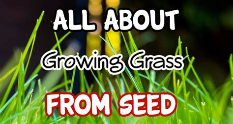 All About Growing Grass From Seed – Backyard Vegetable Gardener