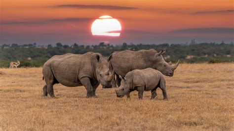 Wie lebt ein Nashorn ohne Horn? - Kleine Kinderzeitung