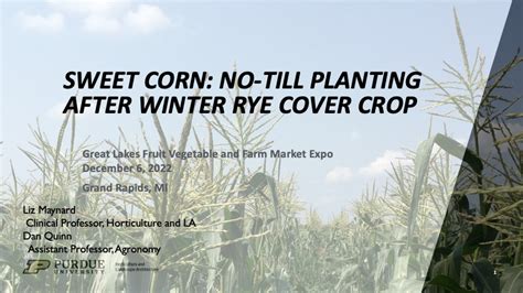 Sweet Corn: No-till Planting after Winter Rye Cover Crop | Purdue ...