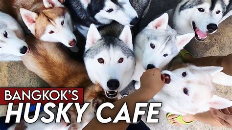 Husky Cafe in Bangkok | Let's you Play with over 30 Huskies! - YouTube