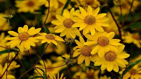 How to Grow Yellow Daisies in Your Garden: 10 Charming Ideas