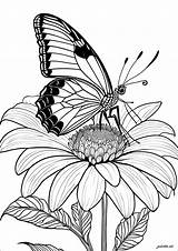 Butterfly Coloring In sketch template