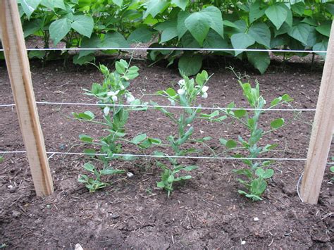 Snow Pea Plants Climbing the Trellis | My Backyard Garden (A… | Flickr