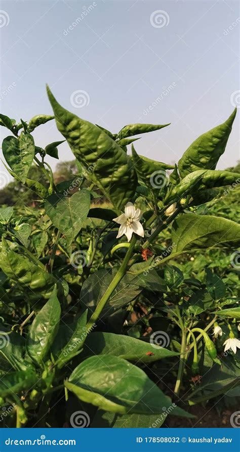 Flower of chilli stock photo. Image of wildflower, branch - 178508032