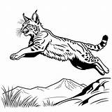 Leaping bobcat coloring Page Lulu Pages sketch template