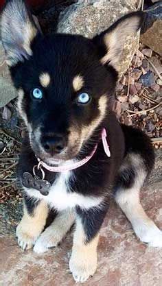 All About The Rottweiler Husky Mix (Rottsky) With Pictures | Mixed ...