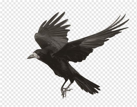 Flying crow, crow, bird, asuka png | PNGWing