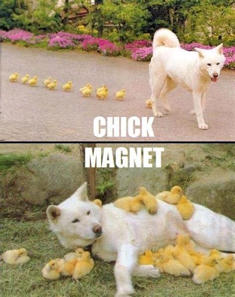 Chick magnet