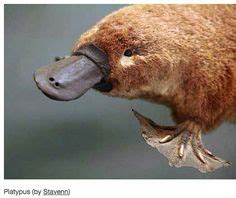 37 Platypus lays eggs, & is venomous, (Ornithorhynchus anatinus) ideas | platypus, mammals ...