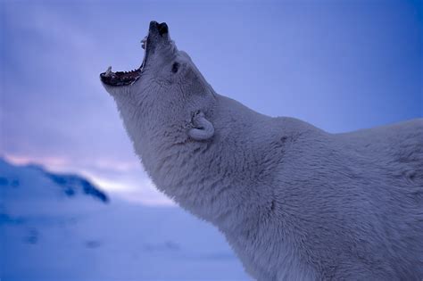 1360x768px | free download | HD wallpaper: Roaring, Polar bear, 4K | Wallpaper Flare