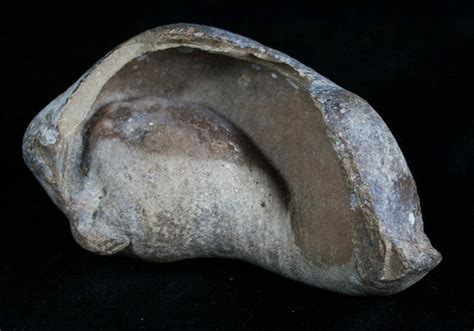 3.4" Tall Fossil Whale Ear Bone - Venice Florida For Sale (#6085) - FossilEra.com