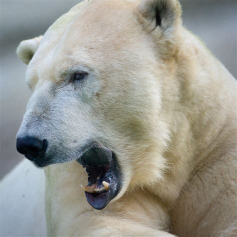 Polar Bear Close Up Free Photo Download | FreeImages