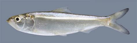 Skipjack Herring – Discover Fishes