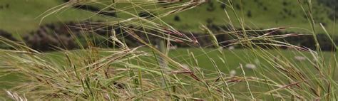 Chilean Needle Grass - Horizons Regional Council