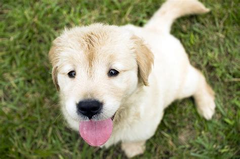 Why Puppies Eat Poop, and 10 Tips To Stop It