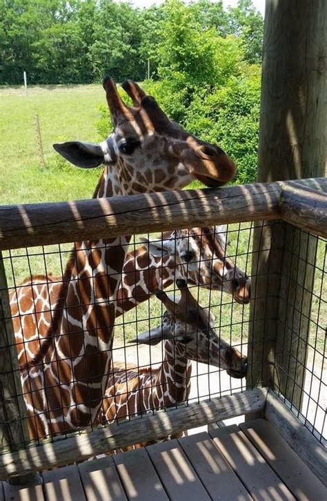 Fort Wayne Children's Zoo postpones 2020 opening | COVID-19 | fwbusiness.com