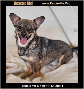 - California Corgi Rescue - ADOPTIONS - Rescue Me!