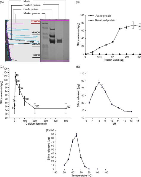 (A) SDS-PAGE photograph of the purified protein. Samples of 30 L each... | Download Scientific ...