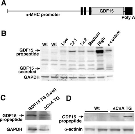 GDF15/MIC-1 Functions As a Protective and Antihypertrophic Factor Released From the Myocardium ...