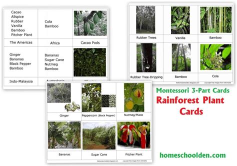 Rain Forest Plants (Free Montessori 3-Part Cards) - Homeschool Den