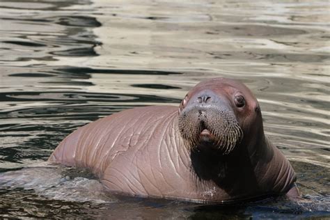 Lost Baby Walrus in Alaska Who's Getting 'Cuddle Therapy' Has Captured Everyone's Hearts