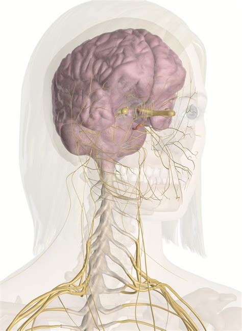 Head And Neck Nerves Connection Nerve Anatomy Brain Anatomy | My XXX ...