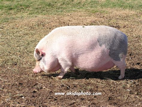A Kid's Photo | Photos of a Pig (Swine)