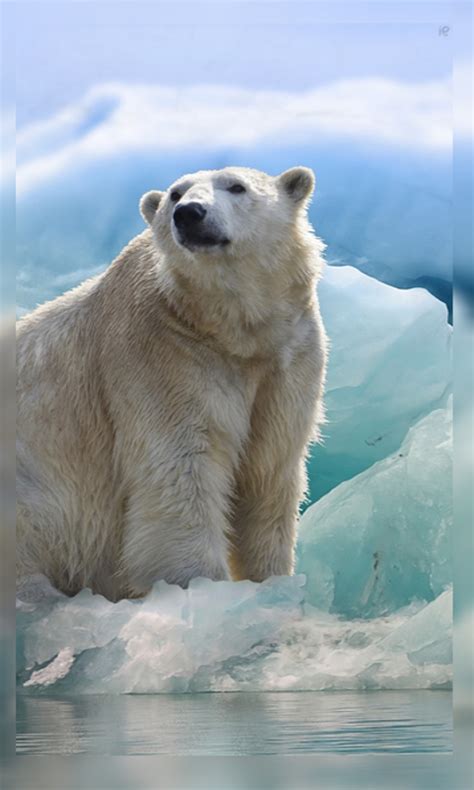 Polar Bears Wallpaper