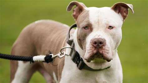 Vets faced 'abuse and threats' from XL bully owners over ban : r ...