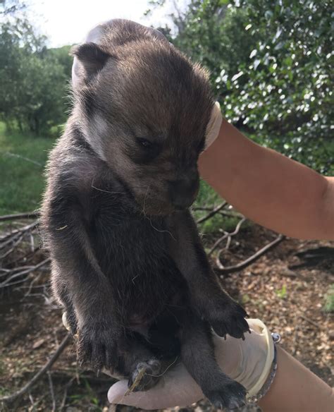 Mexican Wolf Puppies Born In Consecutive Years – Fossil Rim Wildlife Center