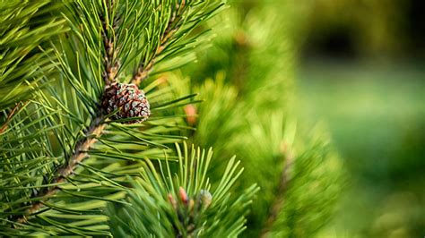 Wallpaper : macro, nature, green, pine cones, pine trees, closeup, depth of field, photography ...