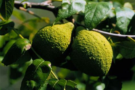 Butternut and Black Walnut Trees: Identification and Characteristics | Black walnut tree, Black ...