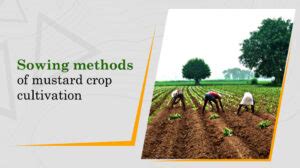 Mustard Farming in India: Varieties, Cultivation & Seed Rate