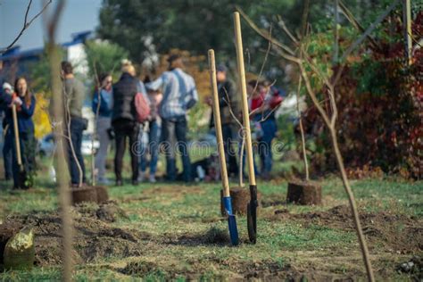 Planting New Trees with Gardening Tools in Green Park Stock Image - Image of planting, growing ...