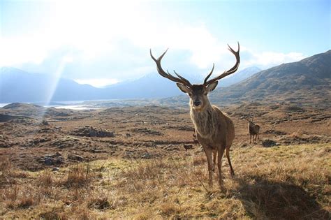 Ground Blinds For Deer Hunting: Our Top 10 Tips!