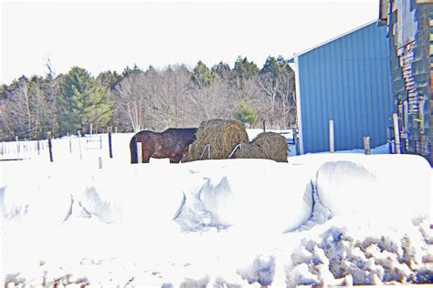 Horse At Hay Bail Photograph by Joseph F Safin - Fine Art America