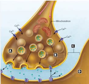 Anatomy synaptic knob Diagram | Quizlet