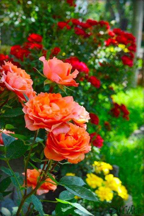 Beautiful Rose Garden Images Hd - werohmedia