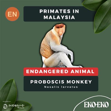 Ever Seen A Swimming Primate ? The Proboscis Monke.. | Roots & Shoots ...