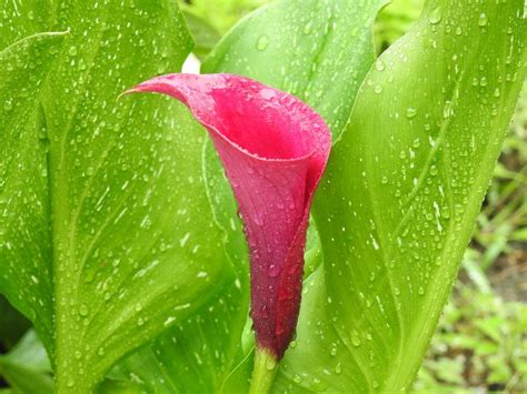 Calla Lily Care and Growing Tips - Birds and Blooms