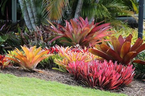 Tropical Garden with Multi-Coloured Bromeliads at Mt. Coot-Tha Botanic ...