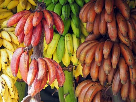 Descubre la fruta llamada plátano manzano