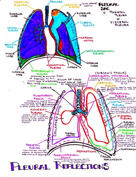 hanson's anatomy — Pleural reflections