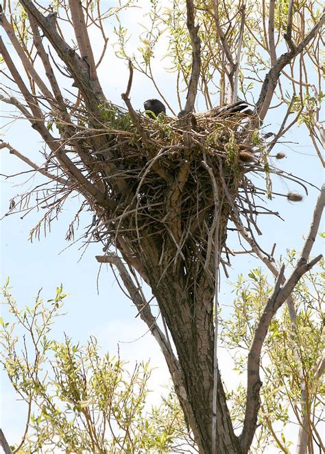 4548 red tail hawk nest odfw (4438948012) - Red-tailed hawk - Wikipedia ...