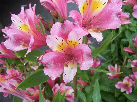 The 2 Minute Gardener: Photo - Peruvian Lily (Alstroemeria sp.)