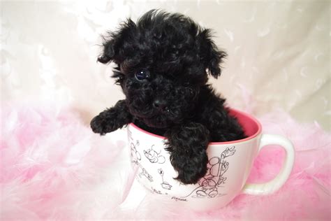 44 Very Cute Poodle Puppy Pictures And Images