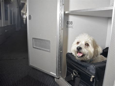 American Airlines' Pet Policy: Dogs and Cats Get Their Own Cabins ...